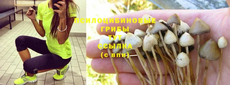 блэк спрут онион  Волгоград  Псилоцибиновые грибы Magic Shrooms  купить  цена 